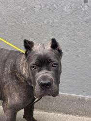Shelter Stray Male Dog last seen Near BLOCK OF CANYON RUN DR, LAS VEGAS NV 89144, 655 N Mojave Rd, Las Vegas, NV 89101, USA