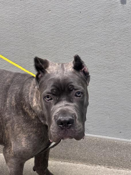 Shelter Stray Male Dog last seen Near BLOCK OF CANYON RUN DR, LAS VEGAS NV 89144, 655 N Mojave Rd, Las Vegas, NV 89101, USA