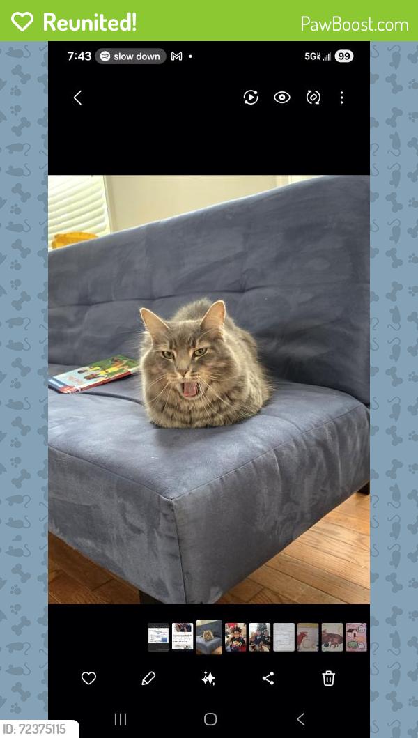 Reunited Male Cat last seen Centerville Turnpike and lynnhaven , Virginia Beach, VA 23464