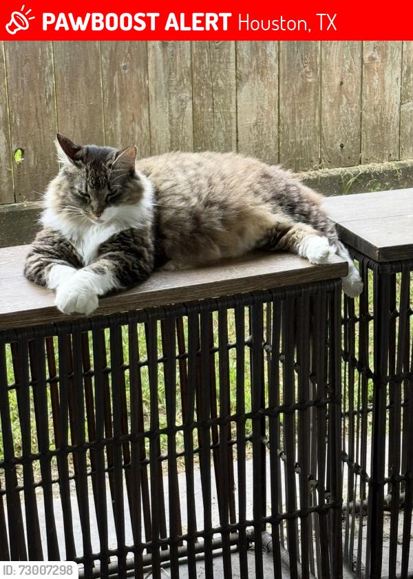 Lost Female Cat last seen Whitlock Dr & Redwood Bough Lane , Houston, TX 77062