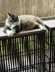 Lost Female Cat last seen Whitlock Dr & Redwood Bough Lane , Houston, TX 77062