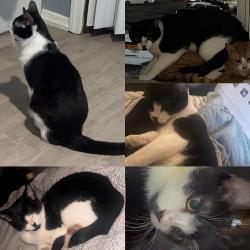 Lost Male Cat last seen Near Monmouth avenue Freehold NJ, Freehold, NJ 07728