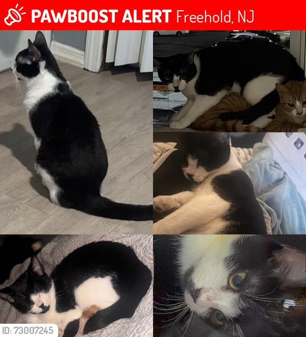 Lost Male Cat last seen Near Monmouth avenue Freehold NJ, Freehold, NJ 07728