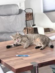 Lost Female Cat last seen Panorama , Fullerton, CA 92831