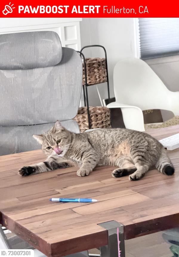 Lost Female Cat last seen Panorama , Fullerton, CA 92831