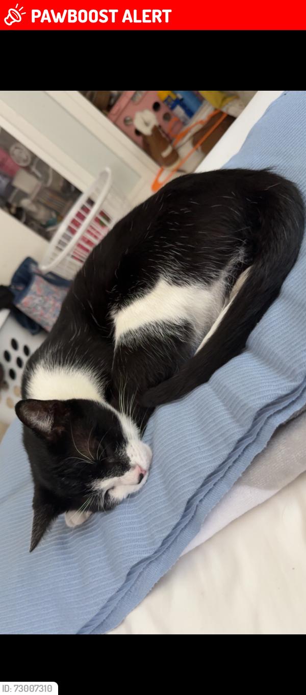 Lost Male Cat last seen Lantana Rd, Lake Worth Beach, FL 33460
