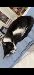 Lost Male Cat last seen Lantana Rd, Lake Worth Beach, FL 33460