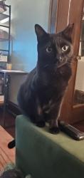 Lost Male Cat last seen Larchmere, Cleveland, OH 44120