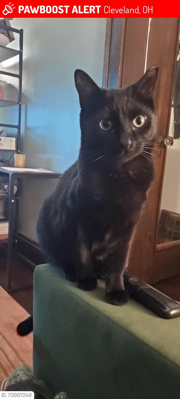 Lost Male Cat last seen Larchmere, Cleveland, OH 44120