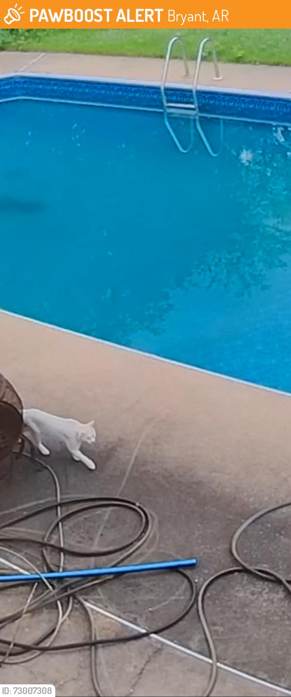 Found/Stray Male Cat last seen Forest Cove Subdivision , Bryant, AR 72022