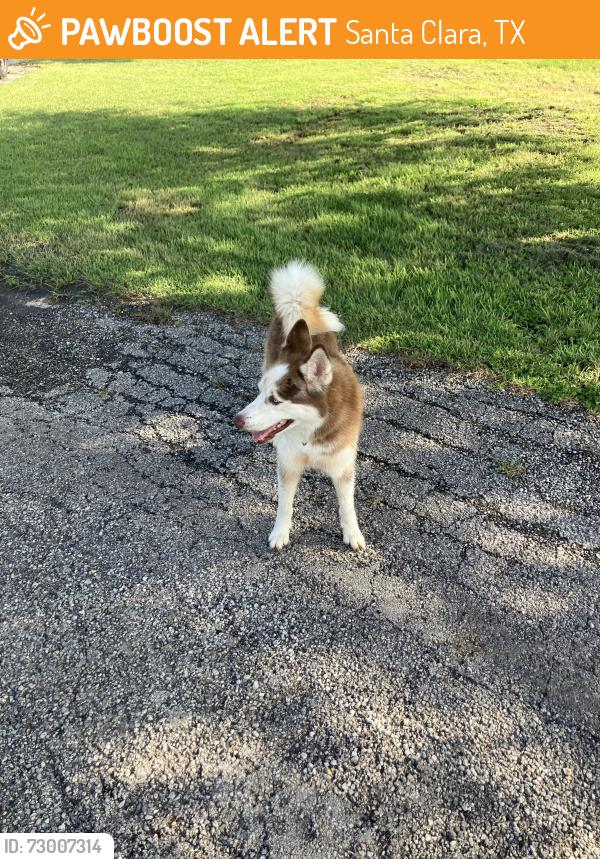 Found/Stray Unknown Dog last seen Wetz Rd., Santa Clara, TX 78124
