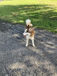Found/Stray Unknown Dog last seen Wetz Rd., Santa Clara, TX 78124