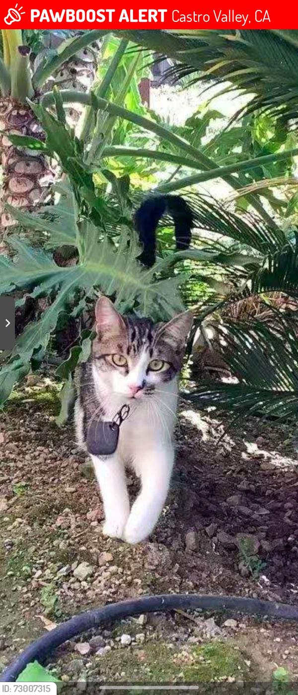 Lost Male Cat last seen Misty Spring Drive, Castro Valley, CA 94552