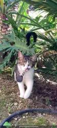 Lost Male Cat last seen Misty Spring Drive, Castro Valley, CA 94552