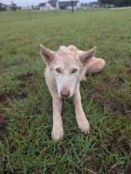 Found/Stray Female Dog last seen Forrest Hills & Portland, Guthrie, OK 73044