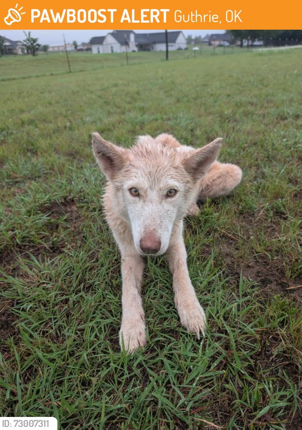 Found/Stray Female Dog last seen Forrest Hills & Portland, Guthrie, OK 73044
