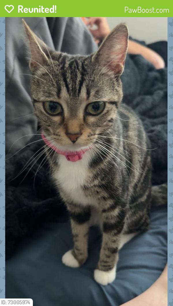 Reunited Female Cat last seen Waggoner street , Kissimmee, FL 34744