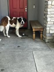 Found/Stray Male Dog last seen Clovis and church, Fresno, CA 93727