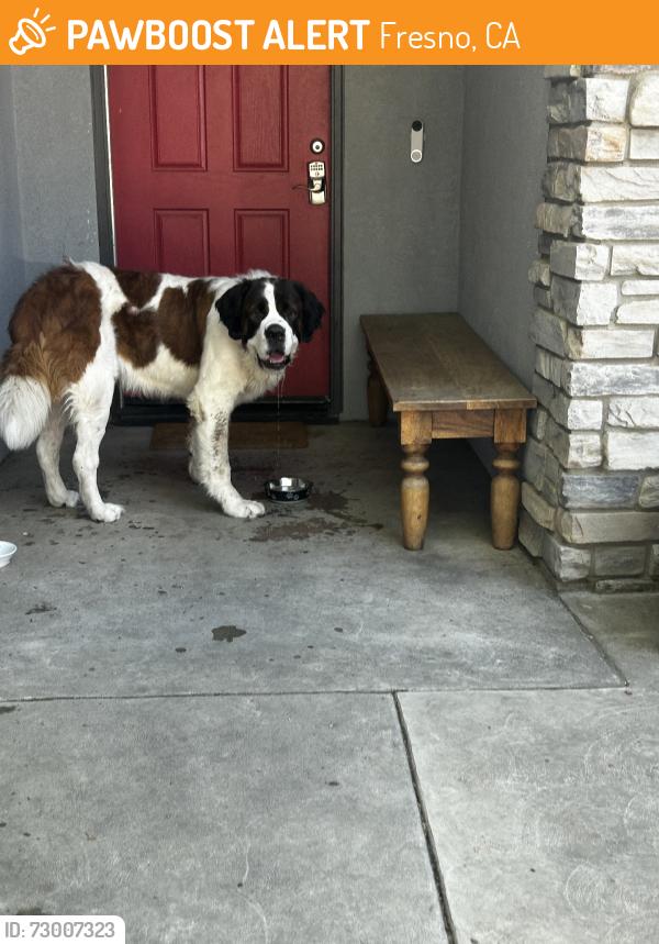 Found/Stray Male Dog last seen Clovis and church, Fresno, CA 93727