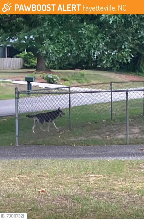 Found/Stray Unknown Dog last seen Berriedale Dr, Fayetteville, NC 28304