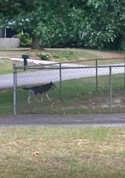 Found/Stray Unknown Dog last seen Berriedale Dr, Fayetteville, NC 28304