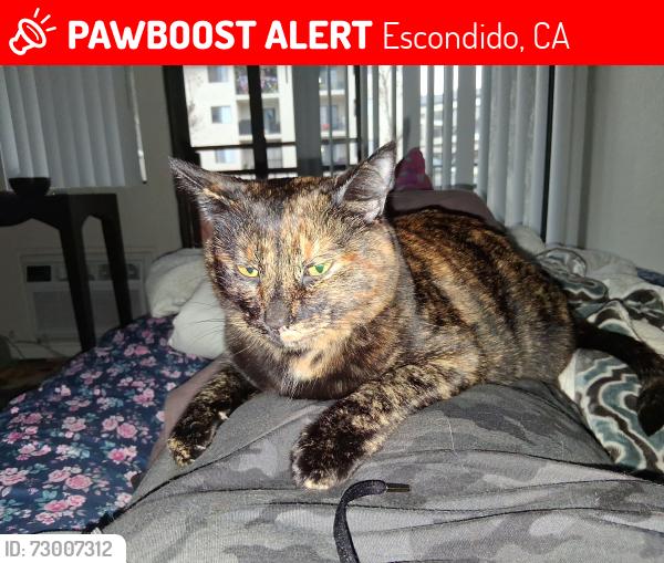 Lost Female Cat last seen Grand and Rose, Escondido, CA 92027