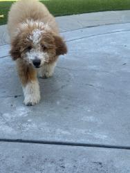 Reunited Female Dog last seen Coe Ave and Riverside Dr , San Jose, CA 95125
