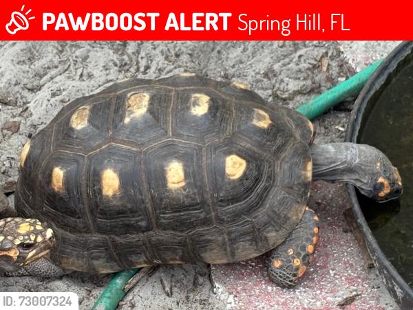 Lost Female Reptile last seen Regency Oaks, Spring Hill, FL 34607