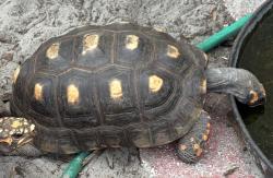 Lost Female Reptile last seen Regency Oaks, Spring Hill, FL 34607