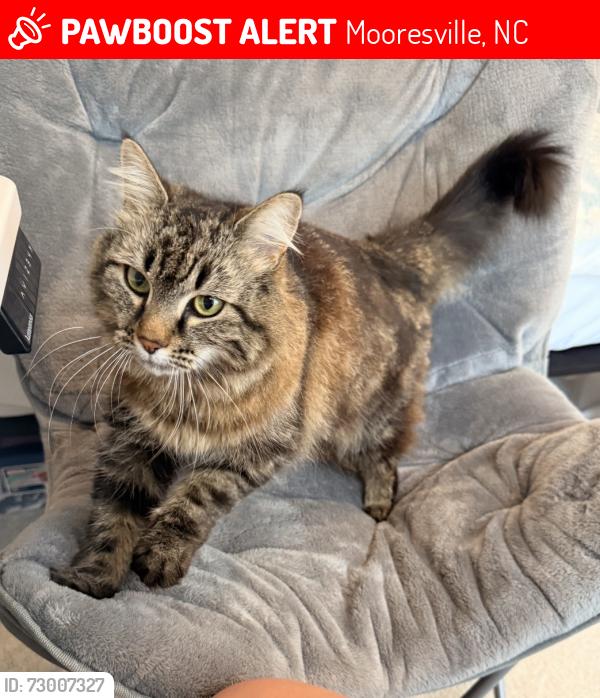 Lost Female Cat last seen Emerson drive, Mooresville, NC 28115