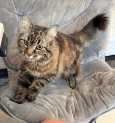 Lost Female Cat last seen Emerson drive, Mooresville, NC 28115