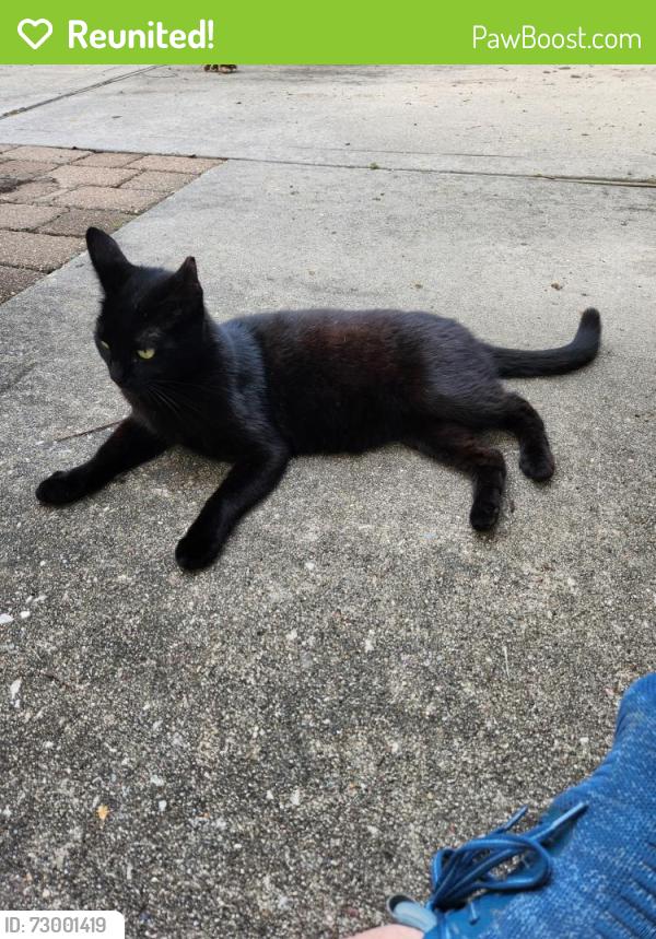 Reunited Male Cat last seen Lajuana Ct and Lajuana Ln across from Devonshire Park, Devonshire Woods, TX 77388