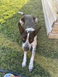 Lost Female Dog last seen Lee Trevino and Montwood , El Paso, TX 79935