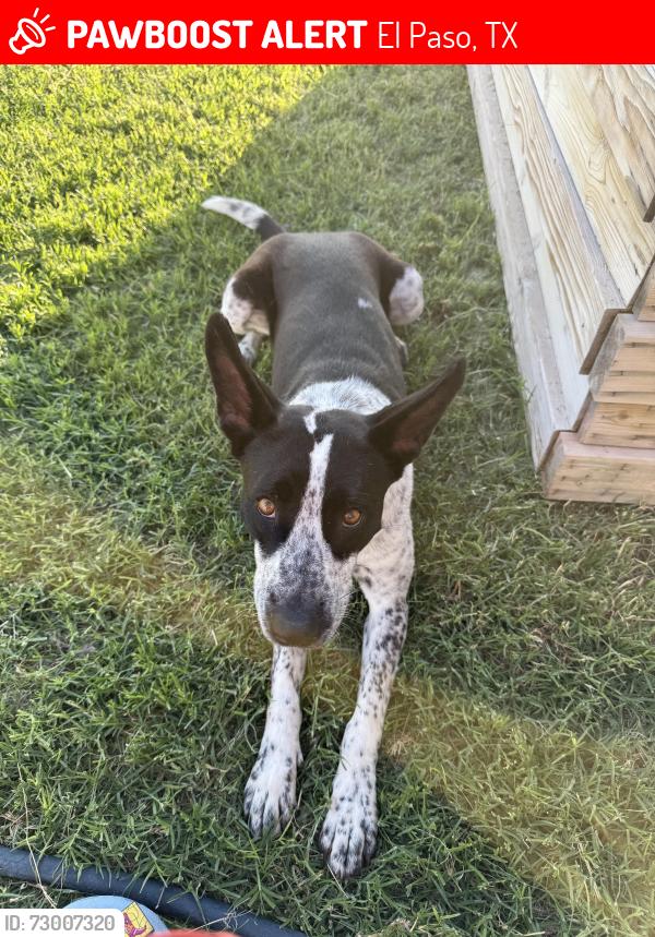 Lost Female Dog last seen Lee Trevino and Montwood , El Paso, TX 79935