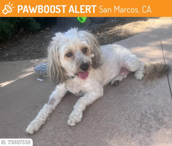 Found/Stray Female Dog last seen Twin oaks and village , San Marcos, CA 92078