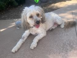 Found/Stray Female Dog last seen Twin oaks and village , San Marcos, CA 92078