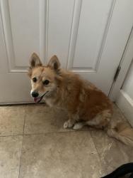 Reunited Female Dog last seen Rosecrans ave there are two 7/11s close walking distance, Hawthorne, CA 90250