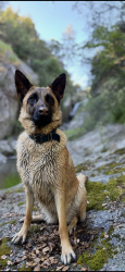 Reunited Female Dog last seen Becky Hill Rd near Tarheel Q, Lexington, NC 27295