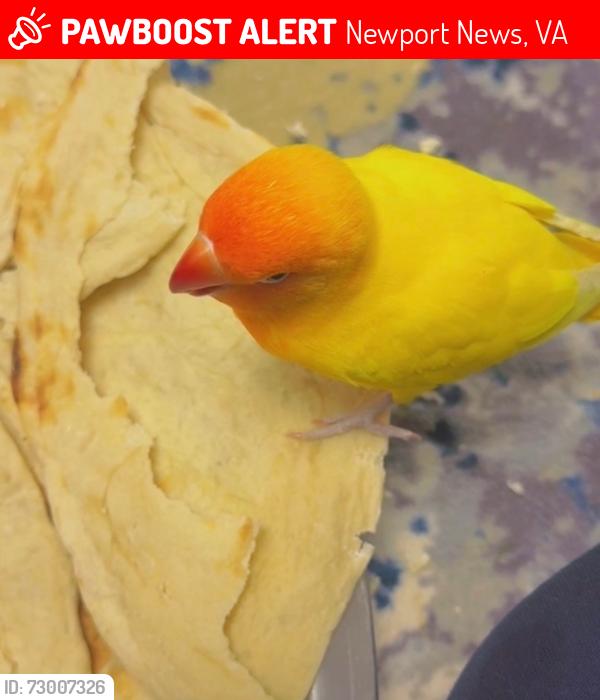 Lost Female Bird last seen Denbigh high school, Newport News, VA 23608