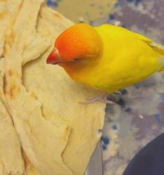 Lost Female Bird last seen Denbigh high school, Newport News, VA 23608