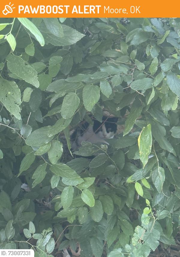 Found/Stray Unknown Cat last seen Applebees, BlackBear Diner, Moore, OK 73160