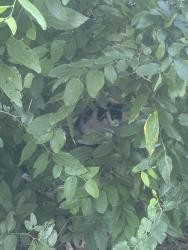 Found/Stray Unknown Cat last seen Applebees, BlackBear Diner, Moore, OK 73160