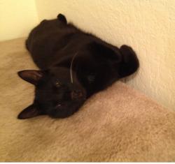Reunited Male Cat last seen Nichols Rd. and Vista, Willow Park, Willow Park, TX 76087