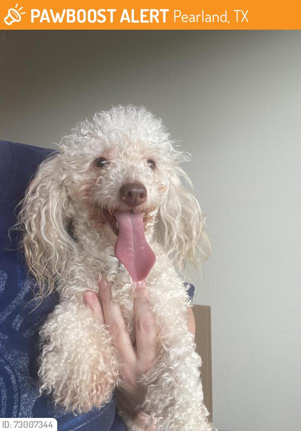 Found/Stray Male Dog last seen Challenger elementary, Pearland, TX 77584
