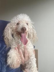 Found/Stray Male Dog last seen Challenger elementary, Pearland, TX 77584