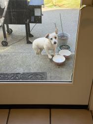 Found/Stray Female Dog last seen East morada lane, Morada, CA 95212