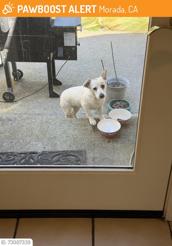 Found/Stray Female Dog last seen East morada lane, Morada, CA 95212