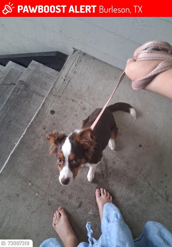 Lost Female Dog last seen Timber Rd and Houston, Burleson, TX 76028