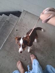 Lost Female Dog last seen Timber Rd and Houston, Burleson, TX 76028