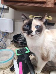Reunited Female Cat last seen Middleton and flamingo, Nampa, ID 83651